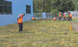 昆山馬尼拉草坪的種植和養(yǎng)護